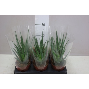 Aloe Arborescens Mohawk New