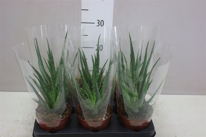 <h4>Aloe Arborescens Mohawk New</h4>