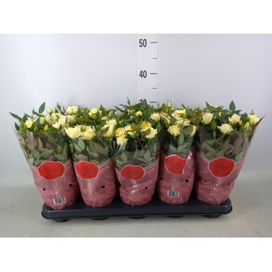 Rosa  'Tunesie Cream Star'