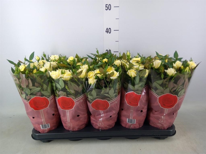 <h4>Rosa 'Tunesie Cream Star'</h4>