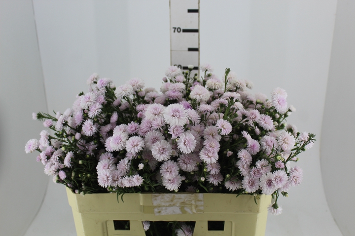 <h4>ASTER MARIANA 060 CM ROSA CLARO</h4>