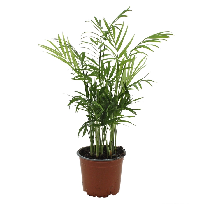 <h4>Chamaedorea Elegans</h4>