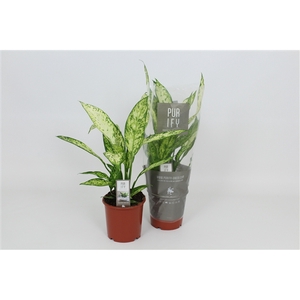 Purify Dieffenbachia Vesuvius 17 cm