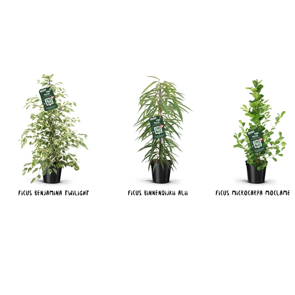 <h4>Ficus Groen mix</h4>