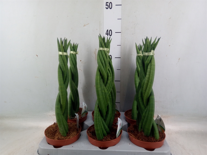 <h4>Sansevieria cyl.  ...</h4>