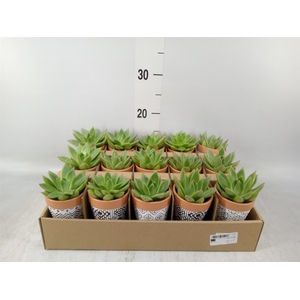 Arr.  Succulents L%