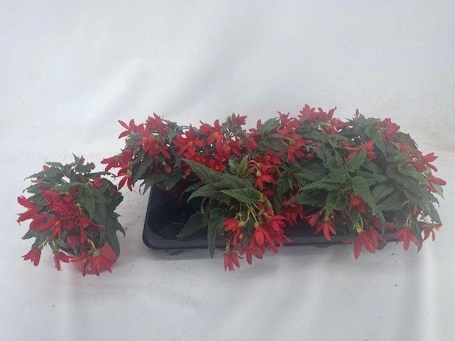 <h4>Begonia Beavillia Red</h4>