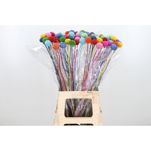 Craspedia Kl Bh Rainbow