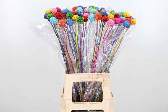 <h4>Craspedia Kl Bh Rainbow</h4>