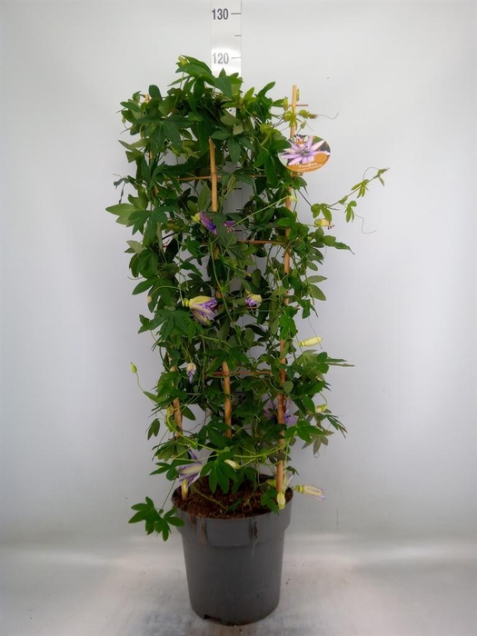 <h4>Passiflora caerul.</h4>