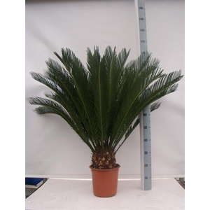 CYCAS REVOLUTA