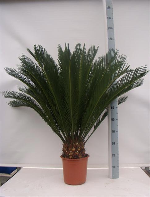 <h4>CYCAS REVOLUTA</h4>