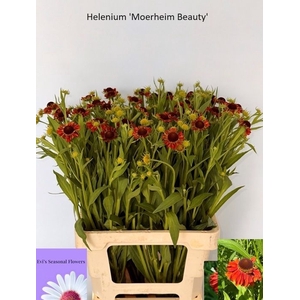HELEN MOERHEIM BEAUT
