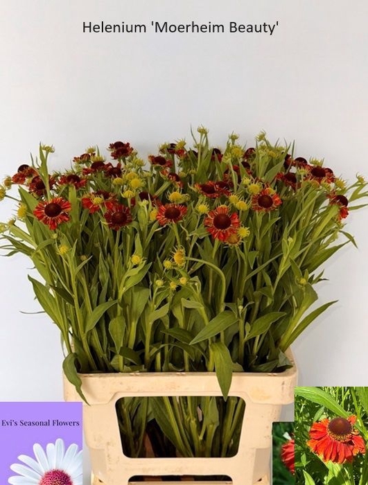 <h4>HELEN MOERHEIM BEAUT</h4>