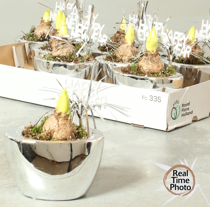 <h4>ARR HYACINTH</h4>