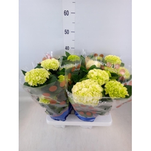 Hydrangea mac. 'Saxon Bright White'