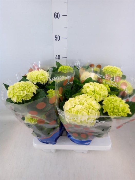 <h4>Hydrangea mac. 'Saxon Bright White'</h4>