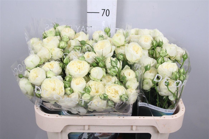 <h4>R Tr Ayala!</h4>