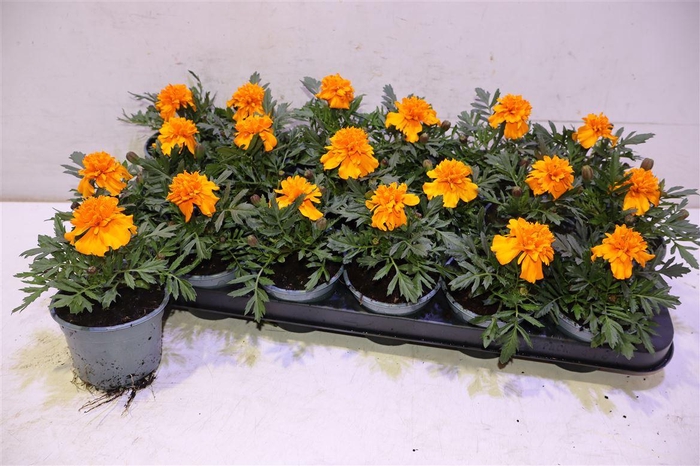 <h4>Tag Er Taish Orange</h4>