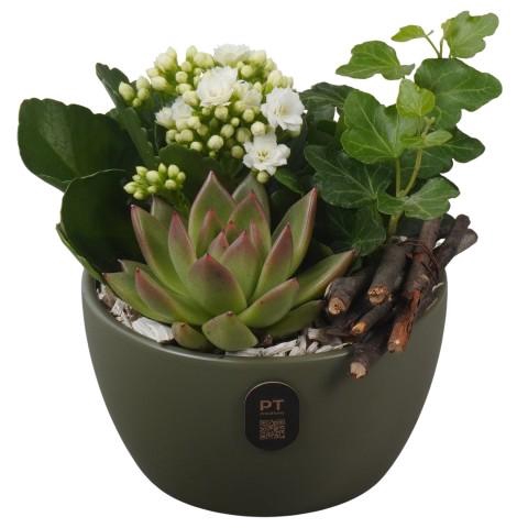 <h4>PTIB5140 Arrangementen kamerplanten</h4>