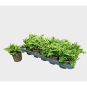 NEPHR EX GREEN MOMEN