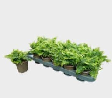 <h4>NEPHR EX GREEN MOMEN</h4>