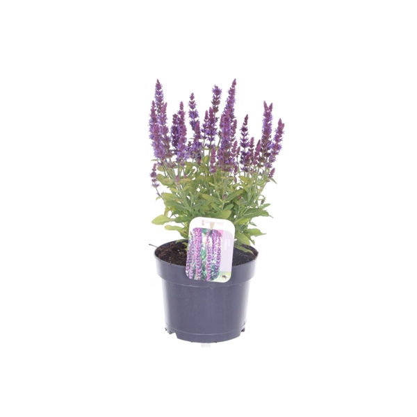 <h4>Salvia nemorosa Sens comp Deep Blue</h4>