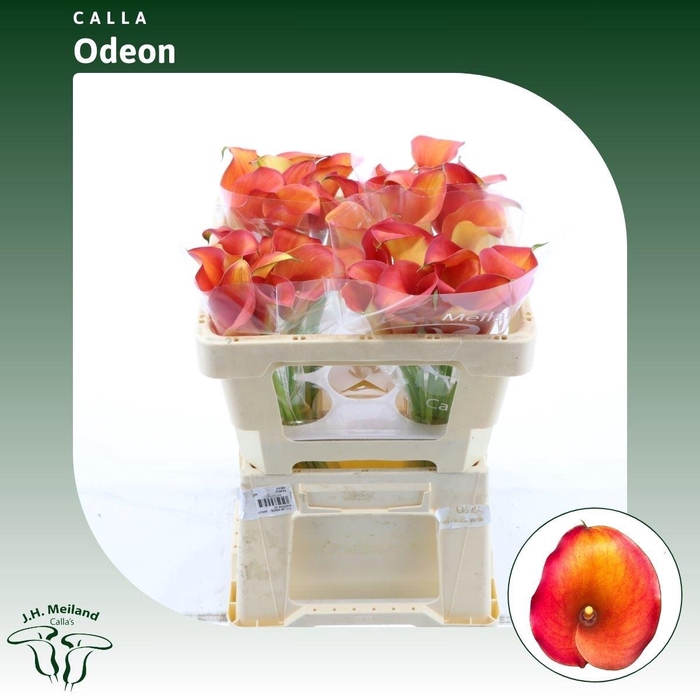 <h4>Calla Odeon</h4>