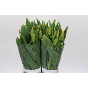 Tulipa (Frans) en Avignon