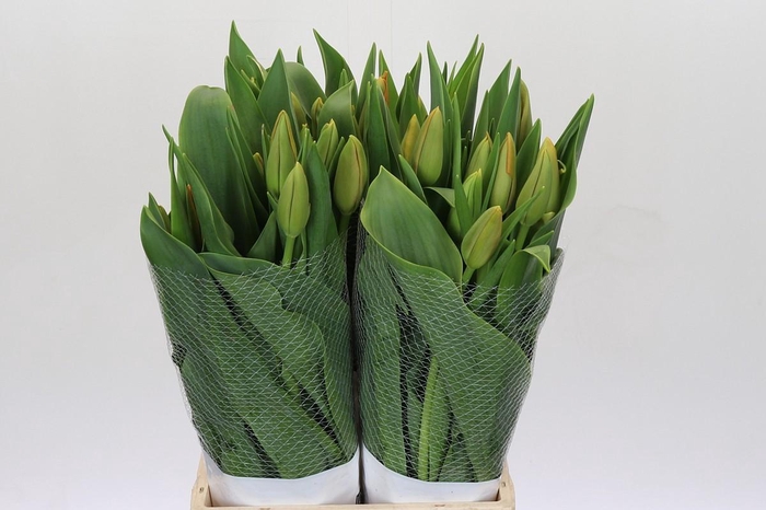 <h4>Tulipa en Avignon</h4>