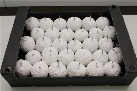 <h4>Waxappel Sneeuw</h4>