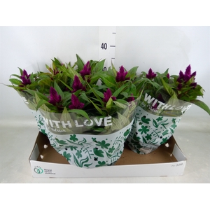 Celosia spic. 'Intenz'