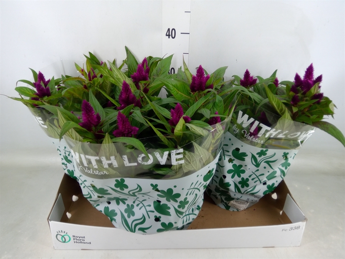 <h4>Celosia spic. 'Intenz'</h4>