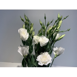 Lisianthus White (Farm Fresh) p/bunch)