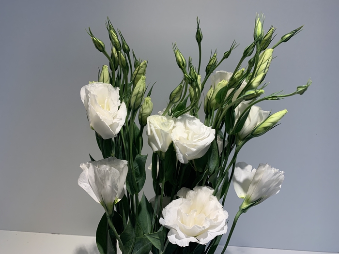Lisianthus White (Farm Fresh) p/bunch)