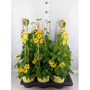 Thunbergia alata 'Ris Mooie Ogen'