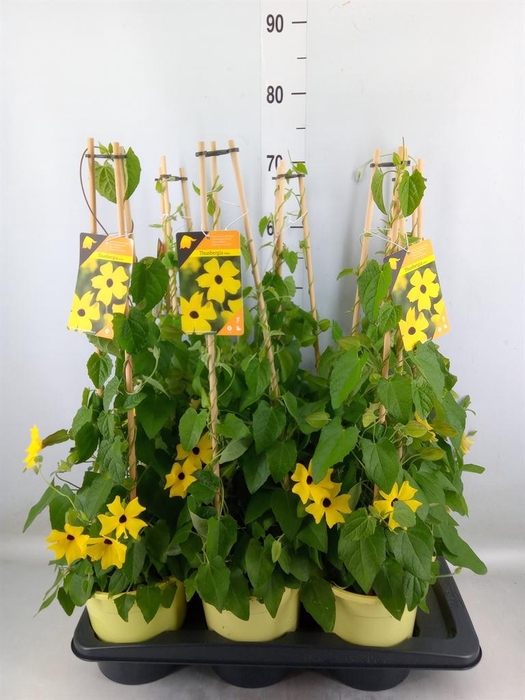 <h4>Thunbergia alata 'Ris Mooie Ogen'</h4>