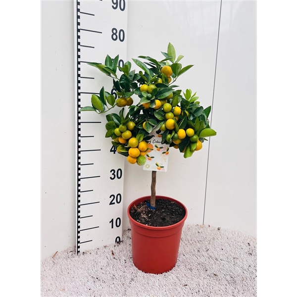 <h4>Citrus Calamondin on stem</h4>