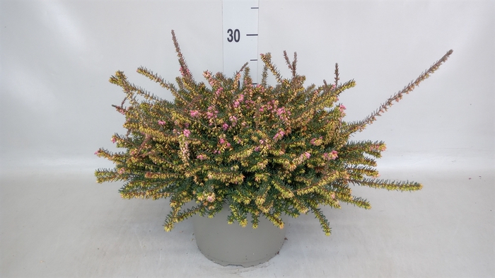 <h4>Erica darley. 'Kramer's Rote'</h4>