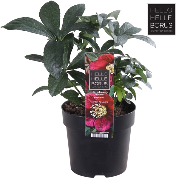 <h4>Helleborus orientalis 'Hello Red' P14</h4>