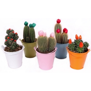 Cactus 8,5 cm stro disco in gekleurde zinken emmer