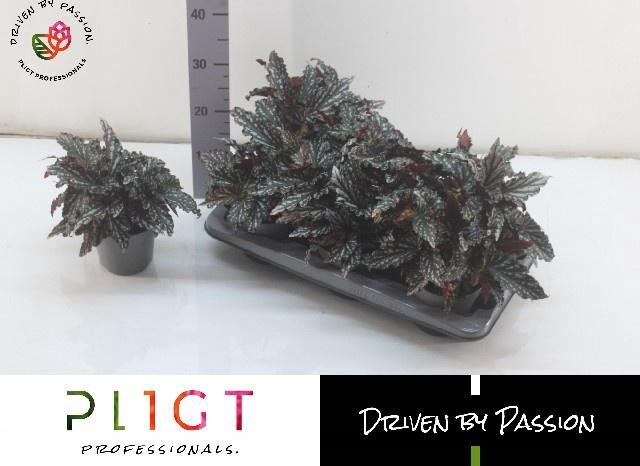 <h4>BEG MA SPOTL  DARK</h4>