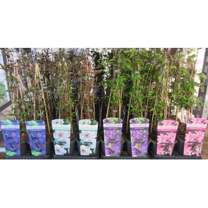 Clem Mixk 1 Kleur Per Tray