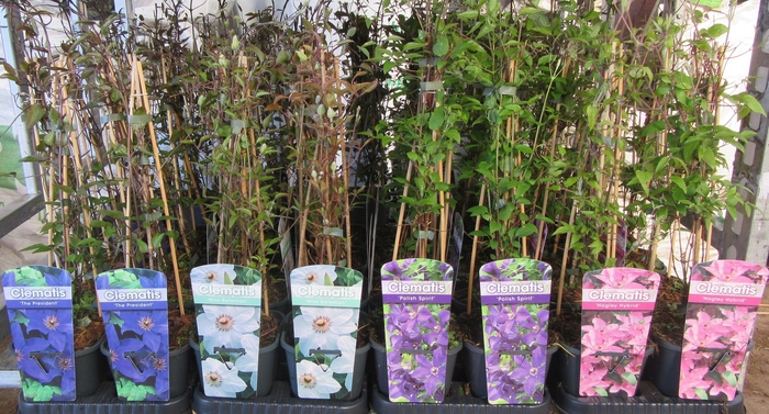 <h4>arr8 Clem Mixk 1 Kleur Per Tray</h4>