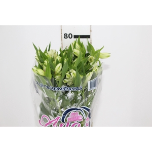 ALSTROEMERIA AVALANGE 080 CM