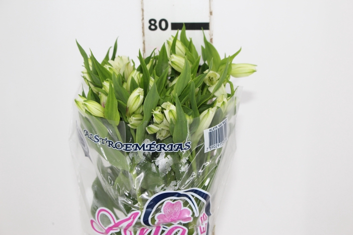 <h4>ALSTROEMERIA AVALANGE 080 CM</h4>