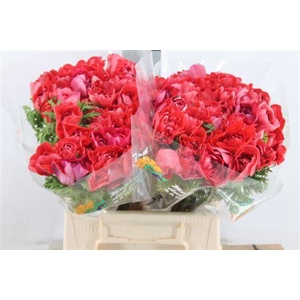 Anemoon Carillon Red Double