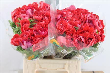 <h4>Anemoon Carillon Red Double</h4>