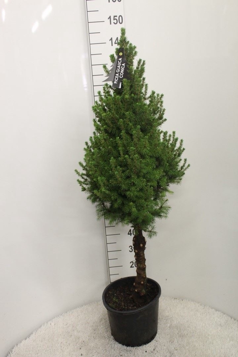 <h4>Picea glauca 'Conica'</h4>