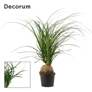 Beaucarnea bol 12 cm (Decorum)